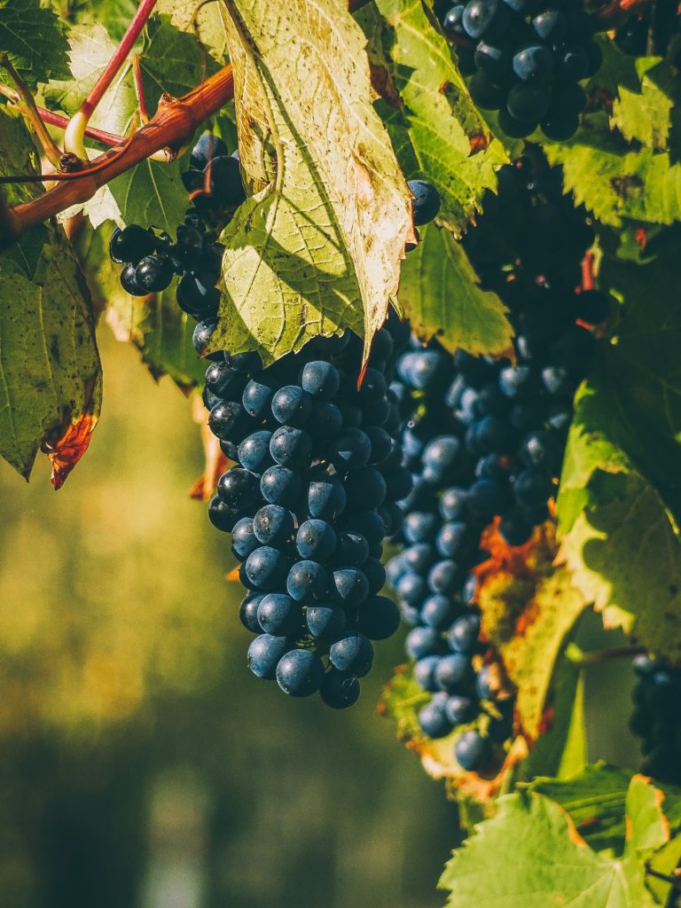 Wine Grapes